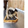 Image 6 : Skunk Full Body Taxidermy Mount