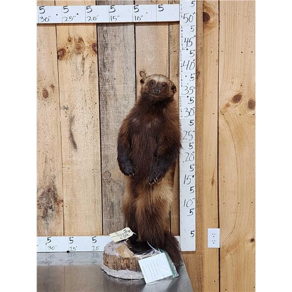 Alaskan Wolverine Full Body Taxidermy Mount