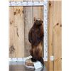 Image 1 : Alaskan Wolverine Full Body Taxidermy Mount