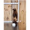 Image 2 : Alaskan Wolverine Full Body Taxidermy Mount