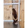 Image 3 : Alaskan Wolverine Full Body Taxidermy Mount