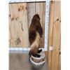Image 4 : Alaskan Wolverine Full Body Taxidermy Mount