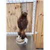 Image 5 : Alaskan Wolverine Full Body Taxidermy Mount