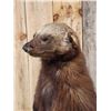 Image 6 : Alaskan Wolverine Full Body Taxidermy Mount