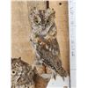 Image 2 : Pair Of Eurasian Scops Owls Full Body Bird Taxidermy