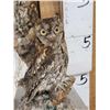 Image 3 : Pair Of Eurasian Scops Owls Full Body Bird Taxidermy