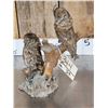 Image 5 : Pair Of Eurasian Scops Owls Full Body Bird Taxidermy