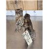 Image 6 : Pair Of Eurasian Scops Owls Full Body Bird Taxidermy