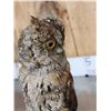 Image 7 : Pair Of Eurasian Scops Owls Full Body Bird Taxidermy