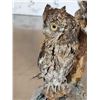 Image 8 : Pair Of Eurasian Scops Owls Full Body Bird Taxidermy
