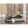 Image 1 : Badger Full Body Taxidermy Mount