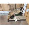 Image 2 : Badger Full Body Taxidermy Mount