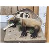 Image 3 : Badger Full Body Taxidermy Mount