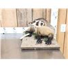 Image 4 : Badger Full Body Taxidermy Mount