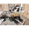 Image 5 : Badger Full Body Taxidermy Mount