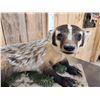 Image 6 : Badger Full Body Taxidermy Mount