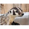 Image 7 : Badger Full Body Taxidermy Mount