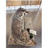 Image 8 : Badger Full Body Taxidermy Mount