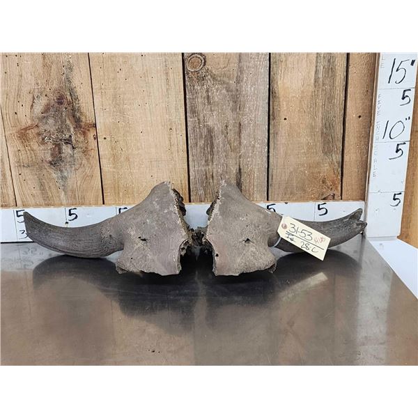 Ancient American Bison Buffalo Skull Plate Partially Fossilized