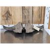 Image 1 : Ancient American Bison Buffalo Skull Plate Partially Fossilized