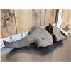 Image 3 : Ancient American Bison Buffalo Skull Plate Partially Fossilized