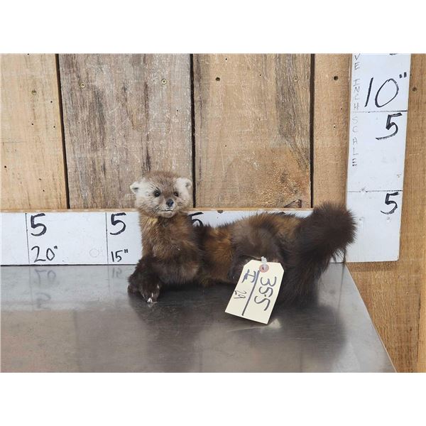 Pine Marten Full Body Taxidermy Mount