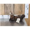 Image 1 : Pine Marten Full Body Taxidermy Mount