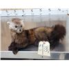 Image 2 : Pine Marten Full Body Taxidermy Mount