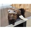 Image 3 : Pine Marten Full Body Taxidermy Mount