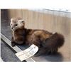 Image 4 : Pine Marten Full Body Taxidermy Mount