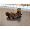 Image 5 : Pine Marten Full Body Taxidermy Mount