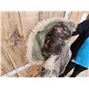 Image 9 : Vintage Seal Skin Waist Length Hooded Coat