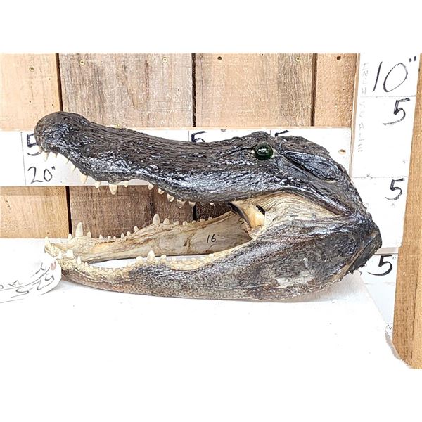 Big Alligator Head Taxidermy