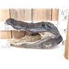 Image 1 : Big Alligator Head Taxidermy