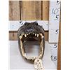Image 2 : Big Alligator Head Taxidermy