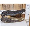 Image 3 : Big Alligator Head Taxidermy