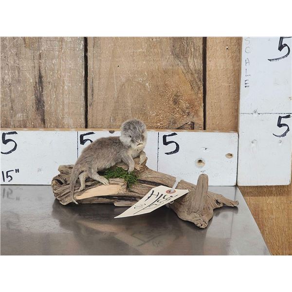 Baby Otter Full Body Taxidermy Mount