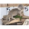 Image 2 : Baby Otter Full Body Taxidermy Mount
