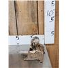 Image 3 : Baby Otter Full Body Taxidermy Mount