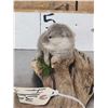 Image 4 : Baby Otter Full Body Taxidermy Mount