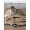 Image 5 : Baby Otter Full Body Taxidermy Mount