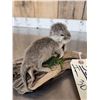 Image 6 : Baby Otter Full Body Taxidermy Mount