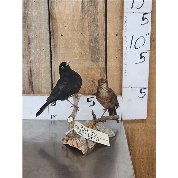 Male & Female Eurasian Blackbirds Bird Taxidermy
