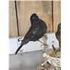 Image 2 : Male & Female Eurasian Blackbirds Bird Taxidermy