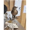 Image 3 : Male & Female Eurasian Blackbirds Bird Taxidermy