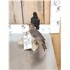 Image 4 : Male & Female Eurasian Blackbirds Bird Taxidermy