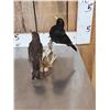 Image 5 : Male & Female Eurasian Blackbirds Bird Taxidermy