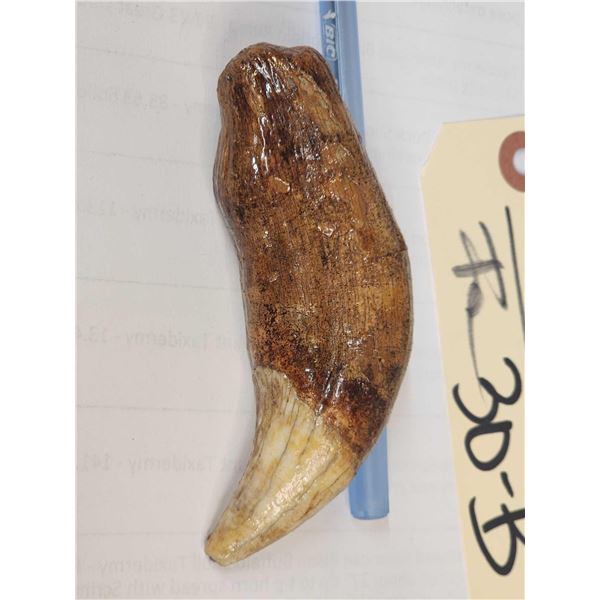 Huge Fossilized Cave Bear Canine Tooth