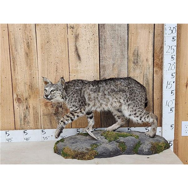 Nice Color Phase Bobcat Full Body Taxidermy Mount