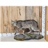 Image 1 : Nice Color Phase Bobcat Full Body Taxidermy Mount